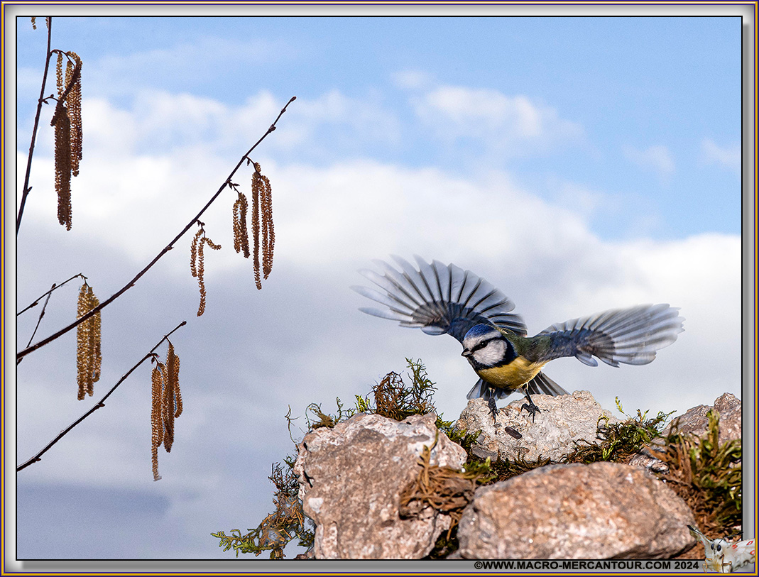 Mésange bleue